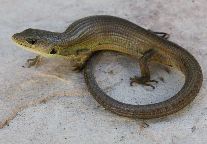 Alligator Lizard